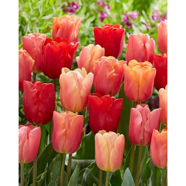 Tulips JIMMY (11/12) 4 pcs