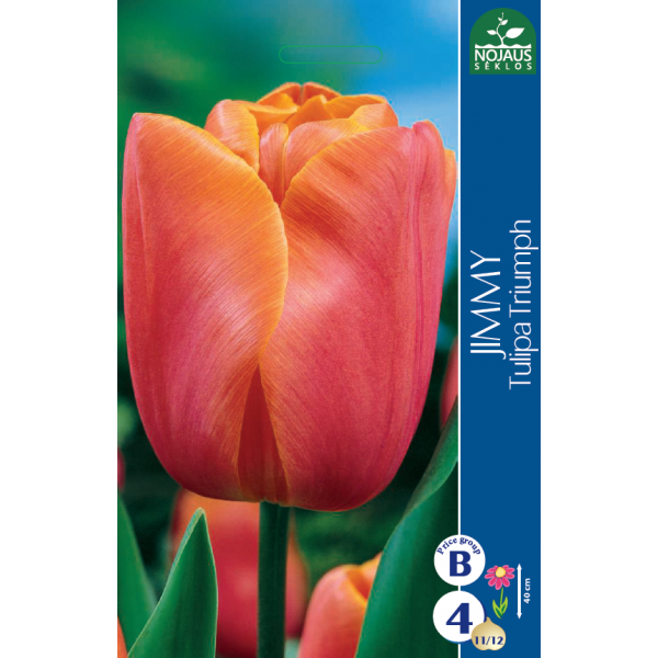 Tulips JIMMY (11/12) 4 pcs