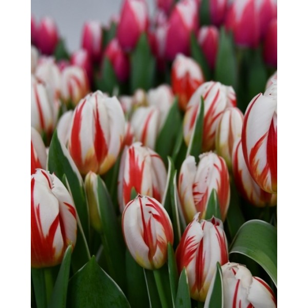 Tulips HAPPY GENERATION (11/12) 4 pcs
