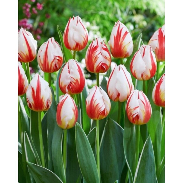 TULPPAANI HAPPY GENERATION (11/12) 4 kpl