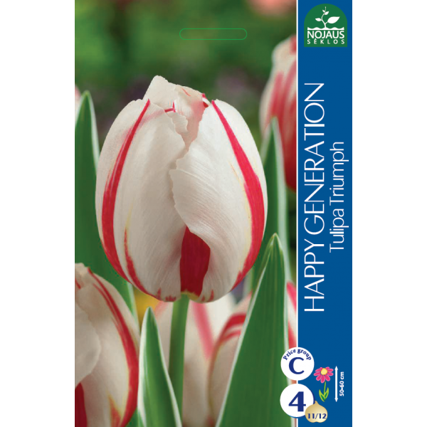 Tulips HAPPY GENERATION (11/12) 4 pcs