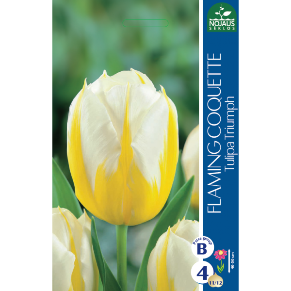 TULPPAANI Flaming Coquette (11/12) 4 kpl