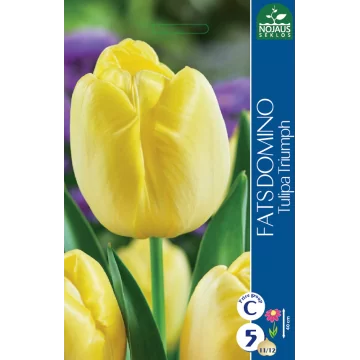 Tulips FATS DOMINO (11/12)...