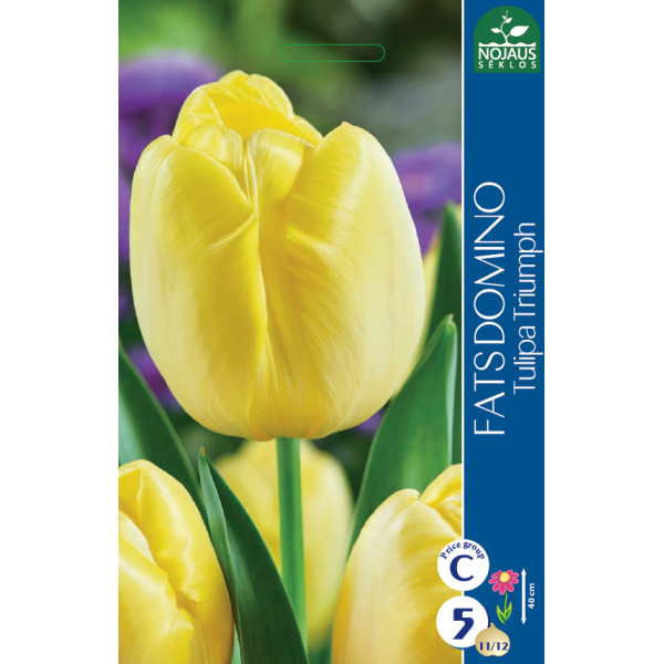 Tulips FATS DOMINO (11/12) 5 pcs