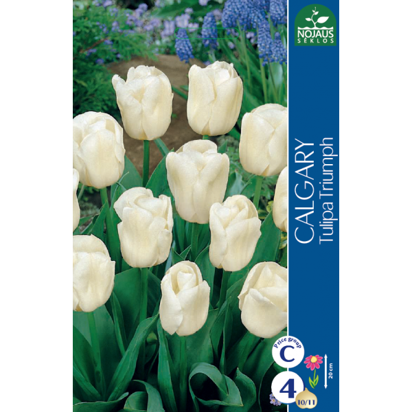 TULPPAANI CALGARY (11/12) 4 kpl