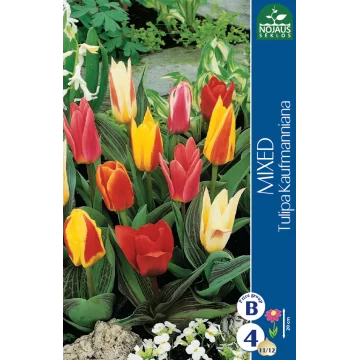 Tulips MIX Kaufmanniana...