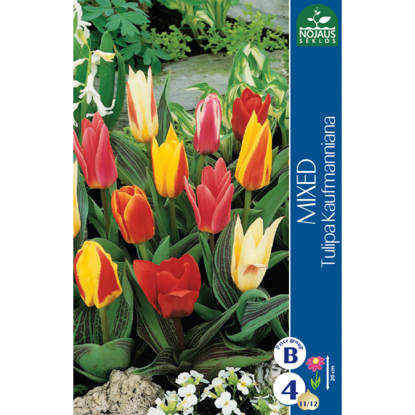 Tulips MIX Kaufmanniana (11/12) 4 pcs