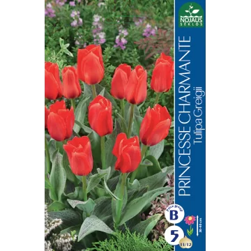 Tulips PRINCESS CHARMANTE...
