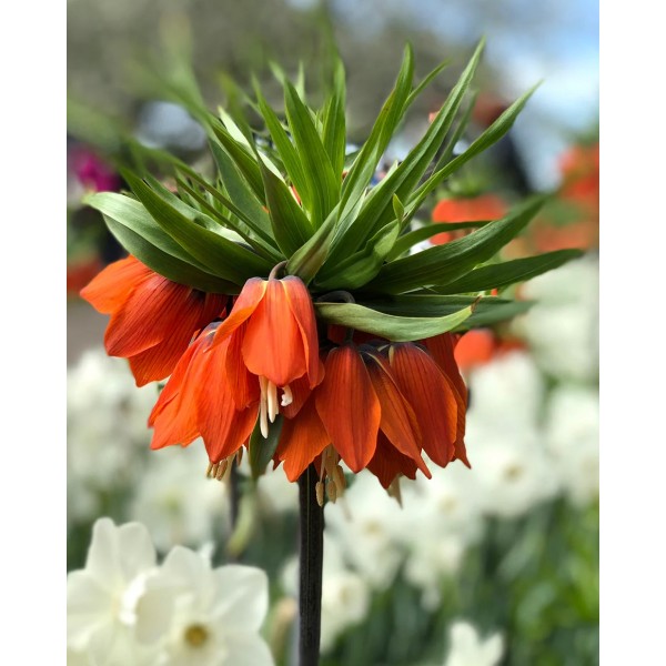 Fritillaria RUBRA, 1 pcs