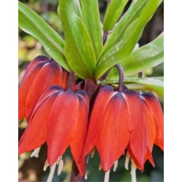 Fritillaria RUBRA, 1 pcs