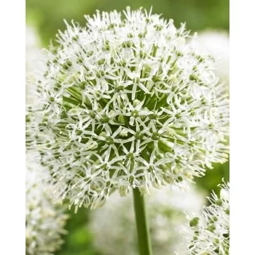 Allium Mont Blanc 1 pcs