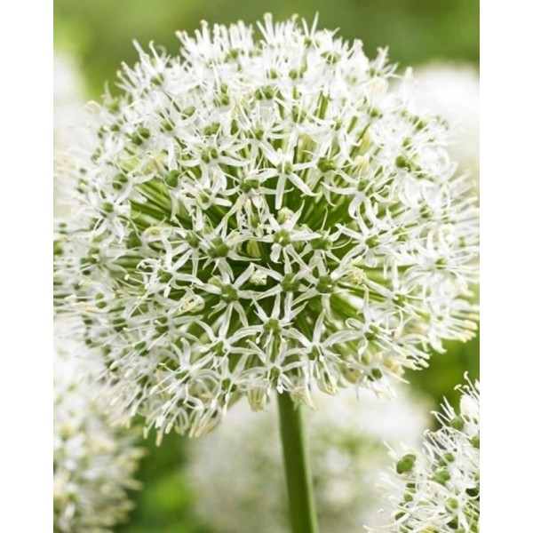 Allium Mont Blanc 1 pcs
