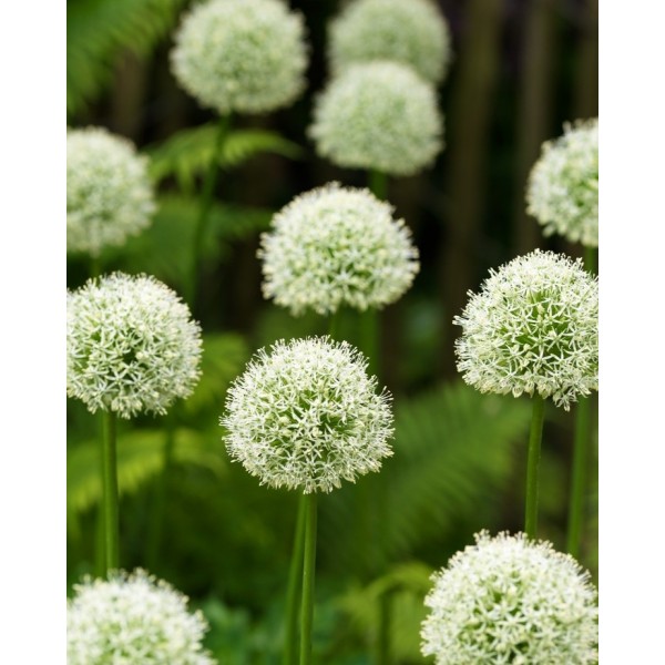 Allium Mont Blanc 1 pcs