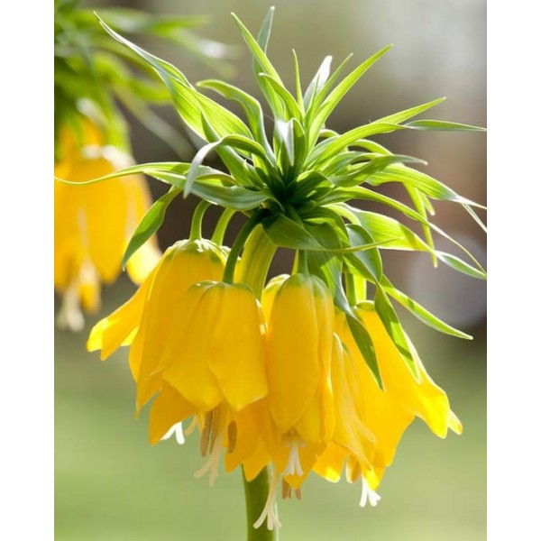Fritillaria LUTEA, 1 pcs