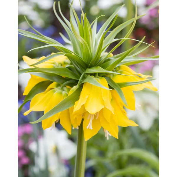 Fritillaria LUTEA, 1 pcs