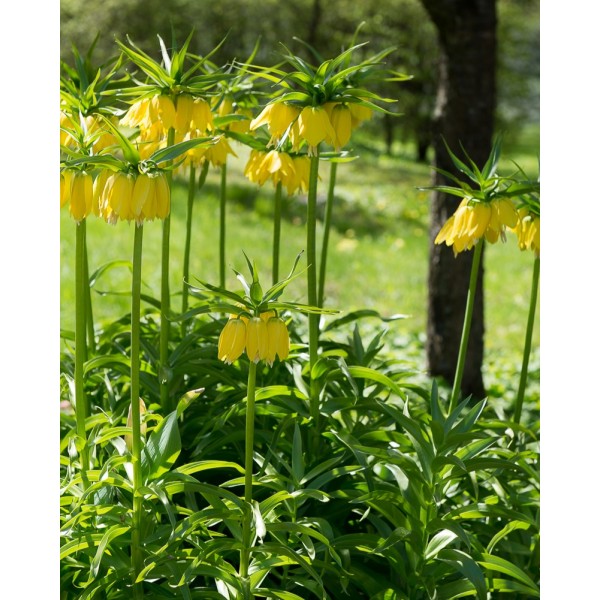 Fritillaria LUTEA, 1 pcs