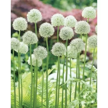 Allium Mount Everest 1 pcs