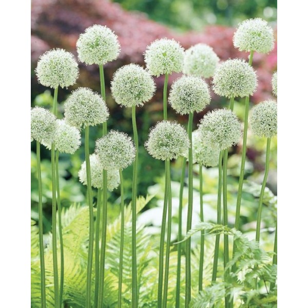 Allium Mount Everest 1 pcs