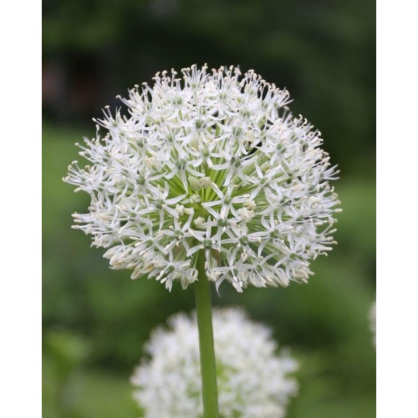 Allium Mount Everest 1 pcs