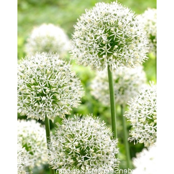 Allium Mount Everest 1 pcs