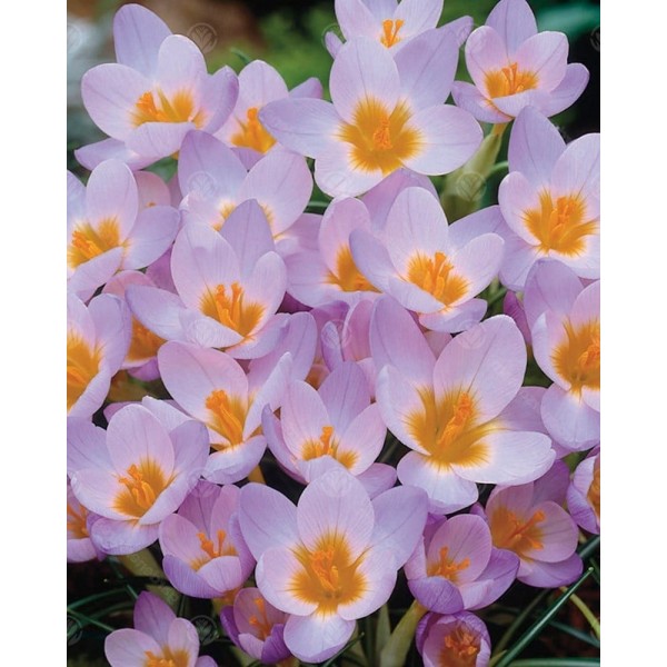 Crocus FIREFLY 10 pcs
