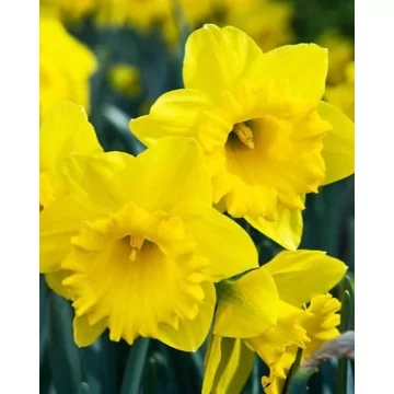 Daffodil Dutch Master 3 pcs