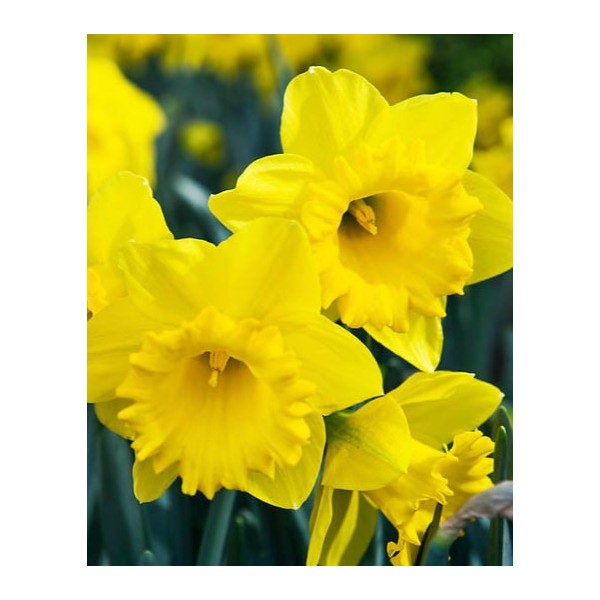 Daffodil Dutch Master 3 pcs