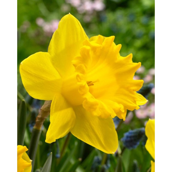 Daffodil Dutch Master 3 pcs