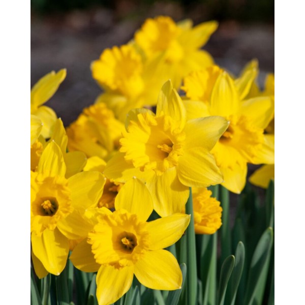 Daffodil Dutch Master 3 pcs