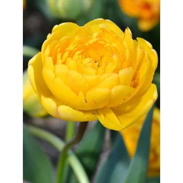 Tulips YELLOW POMPONETTE...