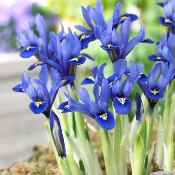 Dwarf Iris Reticulata