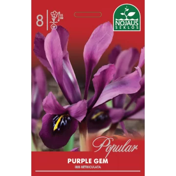 Dwarf Iris Purple Gem