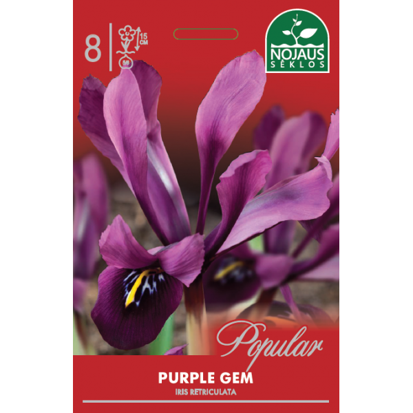 Dwarf Iris Purple Gem