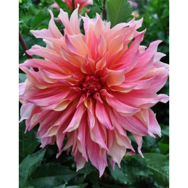 Dahlia Labyrinth 1pc