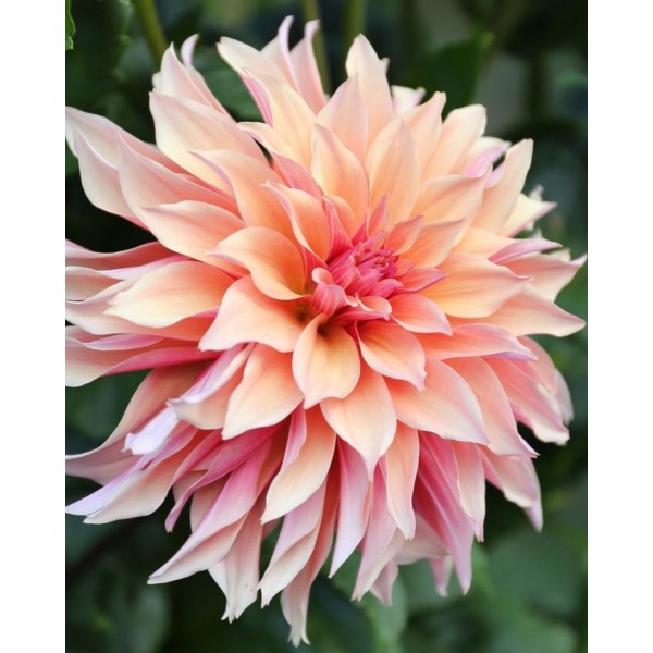 Dahlia Labyrinth 1pc