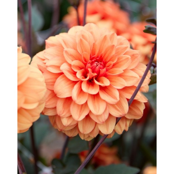 Daalia  David Howard 1 pc.