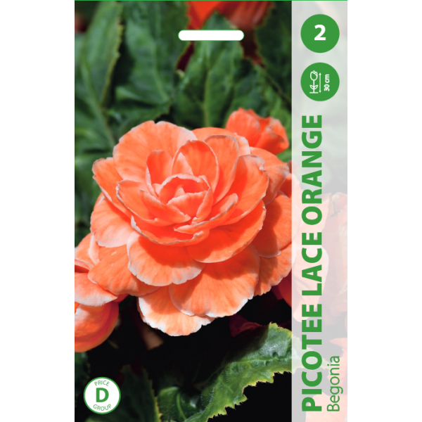 Begonia Picotee Lace Orange 2kpl.