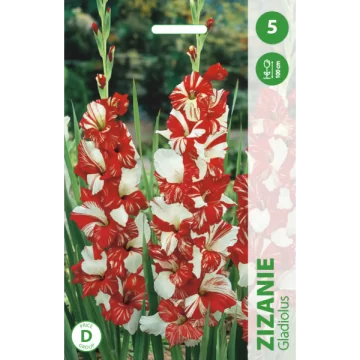 Gladiolukset Zizanie