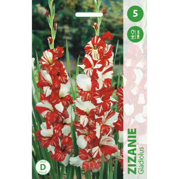 Gladiolukset Zizanie
