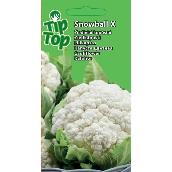 Kukkakaali Snowball X