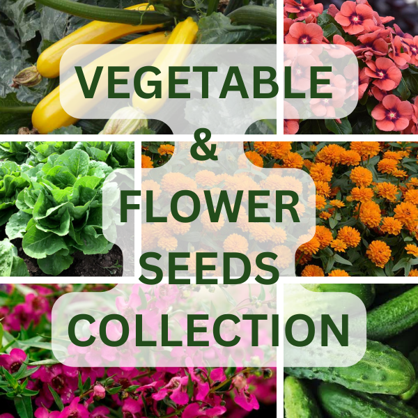 Flower and vegetable seed set NOJUS SEEDS in sealants