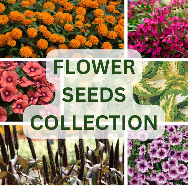 Flower Seed Set NOJAUS SEEDS in sealants