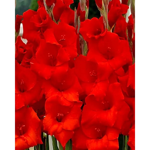 Gladioluksen Manhattan 50 kpl MEGA PACK