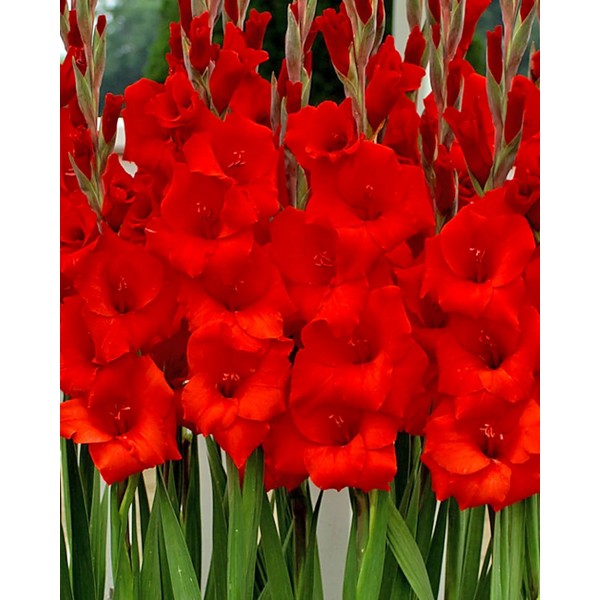Gladioluksen Manhattan 50 kpl MEGA PACK
