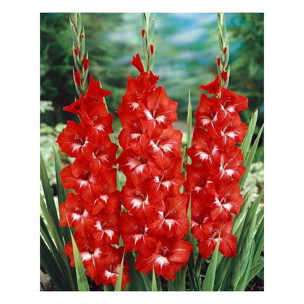 Gladiolus Traderhorn 50 bulbs MEGA PACK