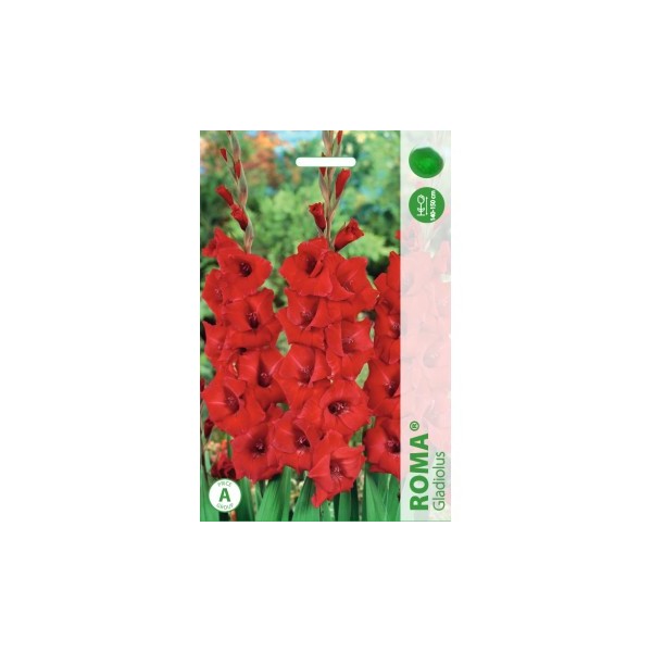 Gladioluksen Roma 50kpl MEGA PACK