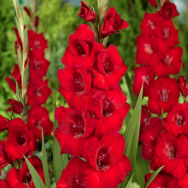 Gladioluksen Roma 50kpl MEGA PACK