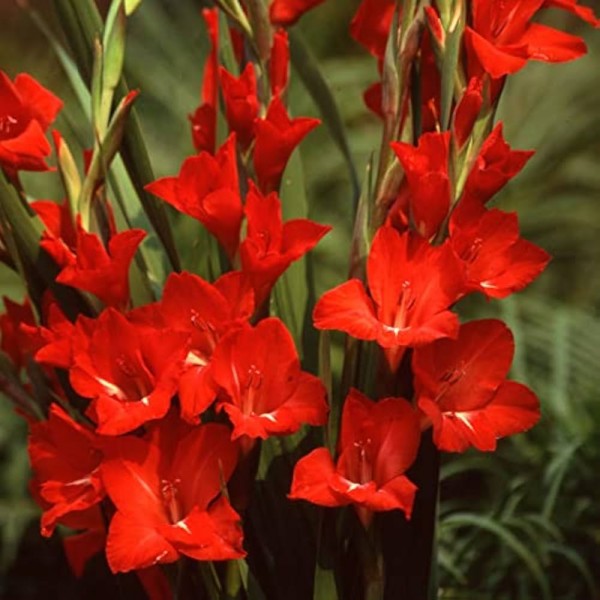 Gladioluksen Fortuna Red 50 kpl MEGA PACK