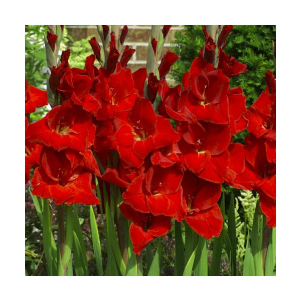 Gladiolus Fortuna Red 50 bulbs MEGA PACK