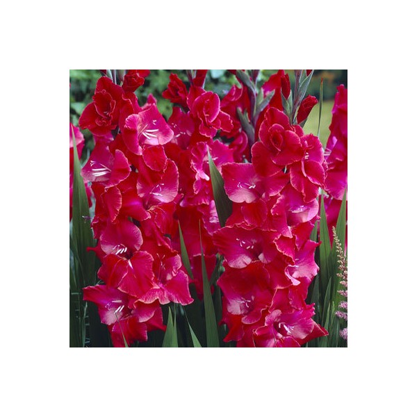 Gladioluksen After Shock 50 kpl MEGA PACK